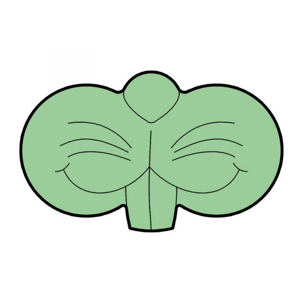 modla za medenjake zec